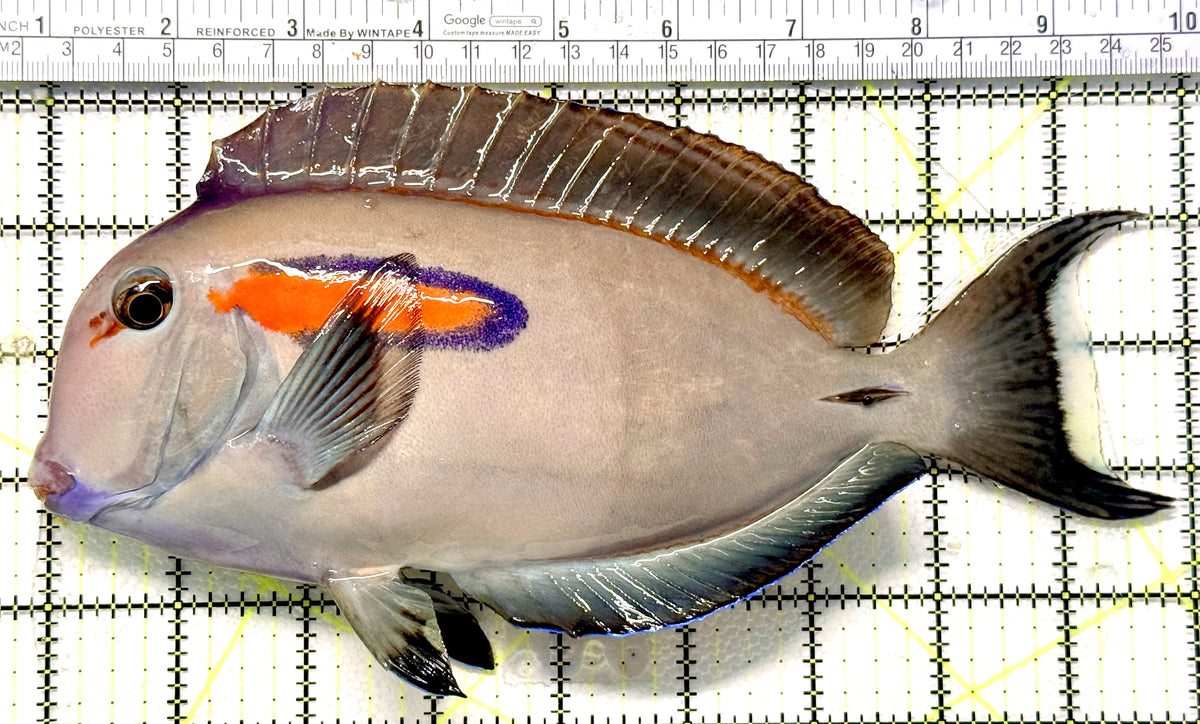 Orange Shoulder Tang OST100602 WYSIWYG Size: XXXL/Show Adult 9.25" approx
