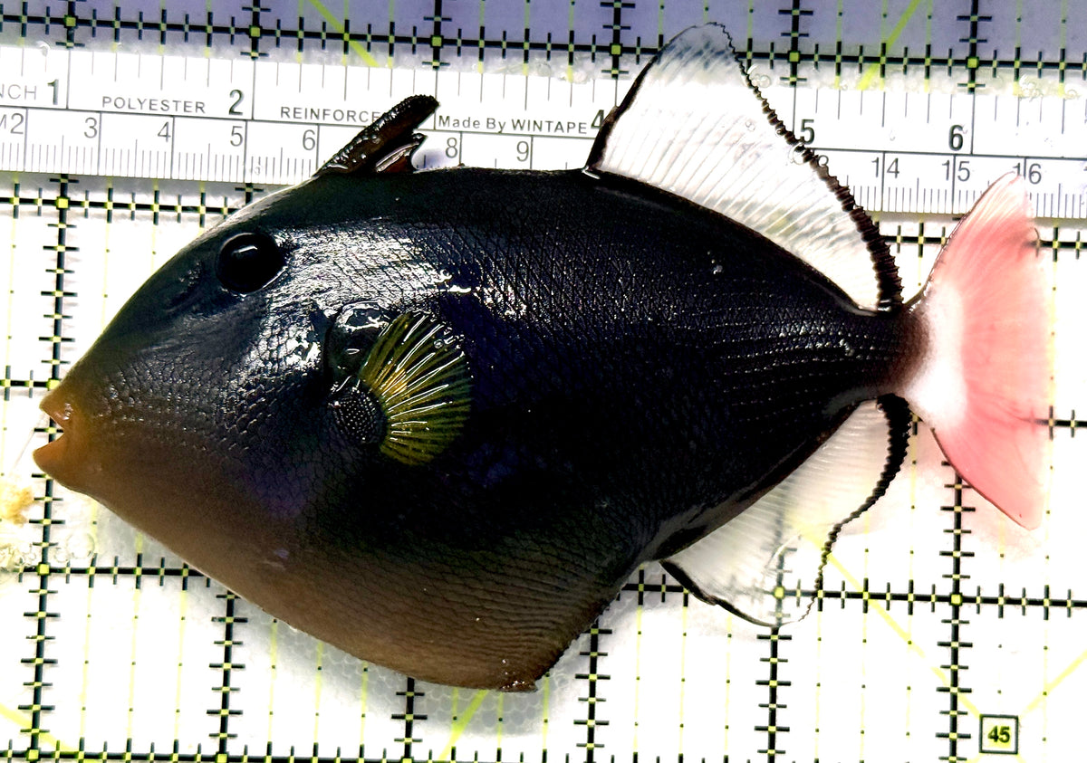Pink Tail Triggerfish PTT100601 WYSIWYG Size: XL 5.5" approx