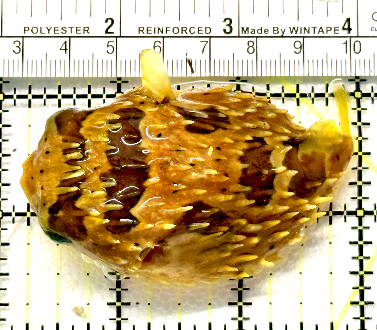 Long Spine Porcupine Pufferfish LSPP100601 WYSIWYG Size: L 3" approx