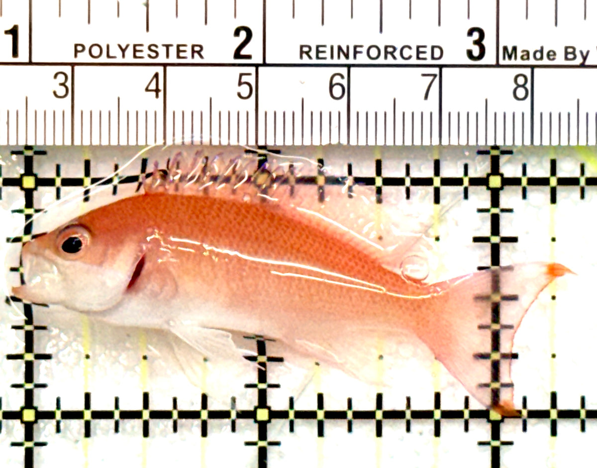 Stocky Anthias Female SAF100701 WYSIWYG Size: L 2.25" approx
