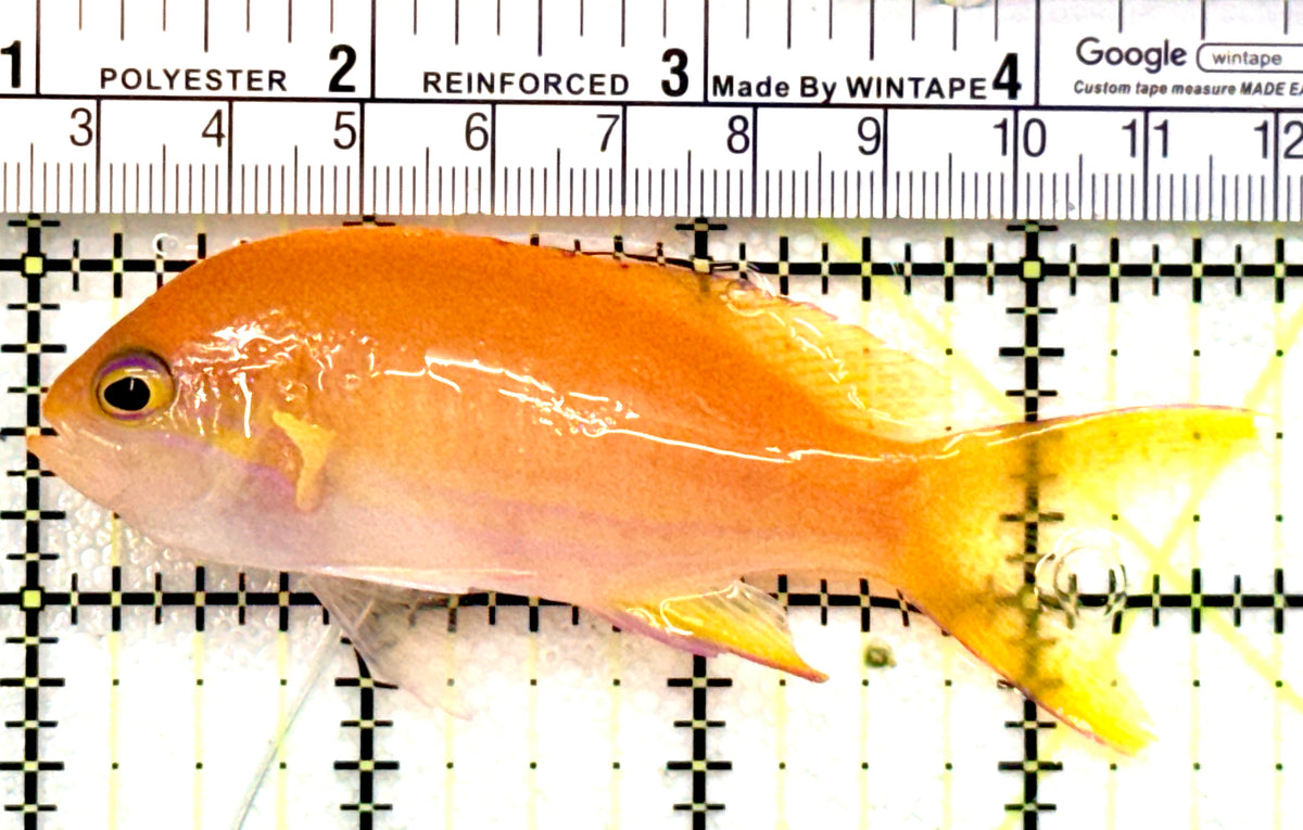 Squareback Anthias (Female) SAF100701 WYSIWYG Size: L 3.75" approx