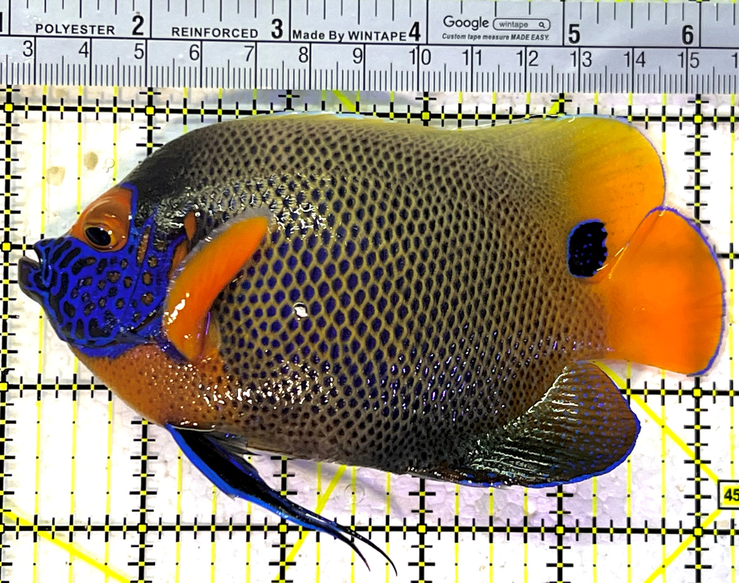 Blueface Angelfish Adult (Sumatra Vibrant Colors) BAA120901 WYSIWYG Size: XL 5.25" approx