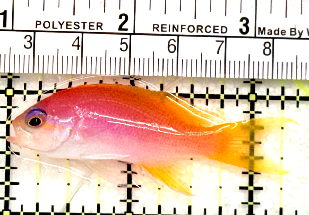 Bimaculatus Anthias Female BAF100703 WYSIWYG Size: L 2.25" approx