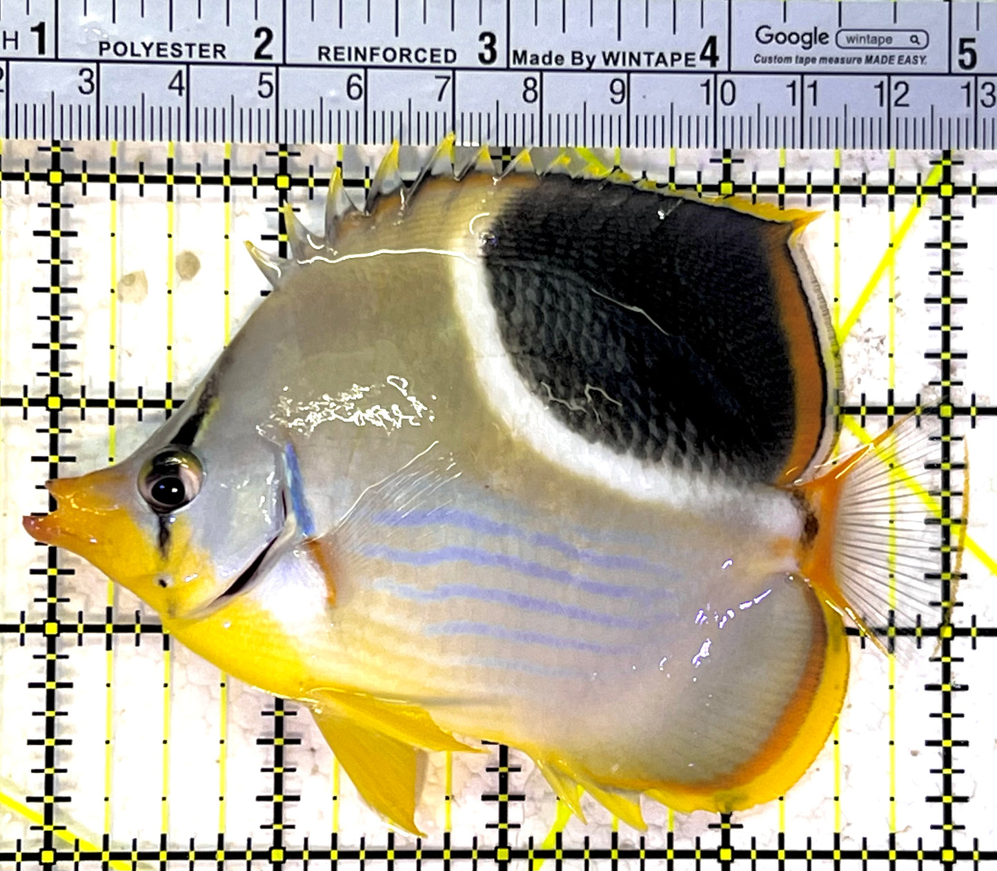 Saddleback Butterflyfish SB120901 WYSIWYG Size: L 4" approx