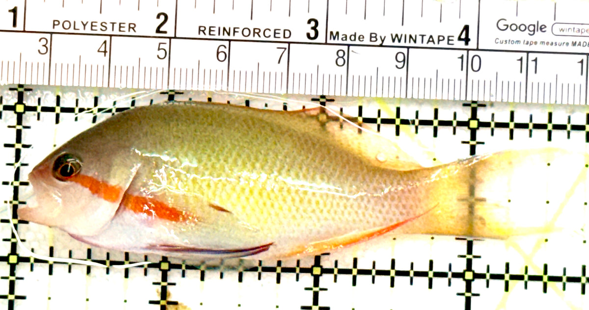 SuperMale Hutchii Anthias SHA100701 WYSIWYG Size: XXL/SHOW 3.5" approx