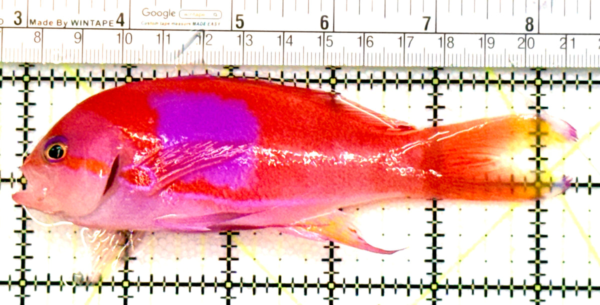 Squareback Anthias (Male) SAM100701 WYSIWYG Size: XL 5.5" approx