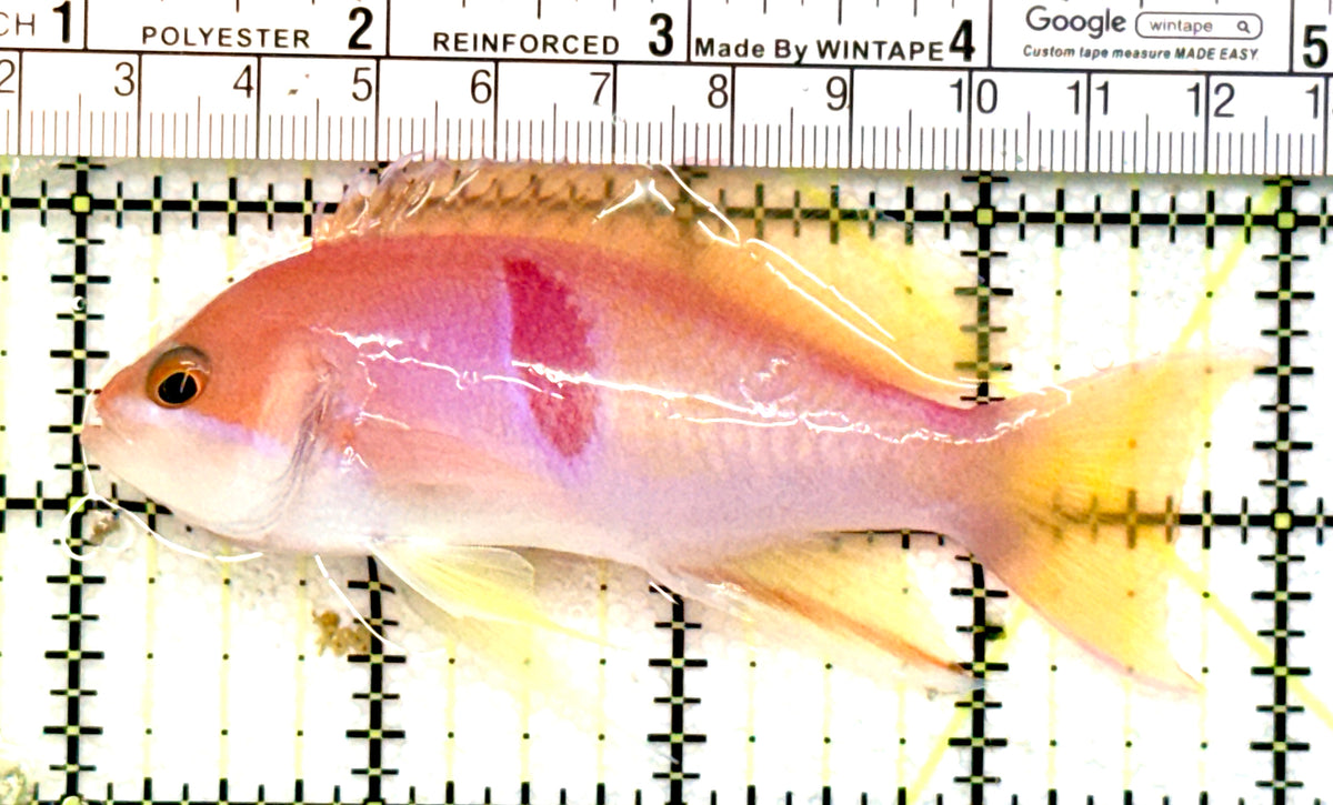 Tricolor Red Belt Anthias Male TRBA100702 WYSIWYG Size: XL 4" approx