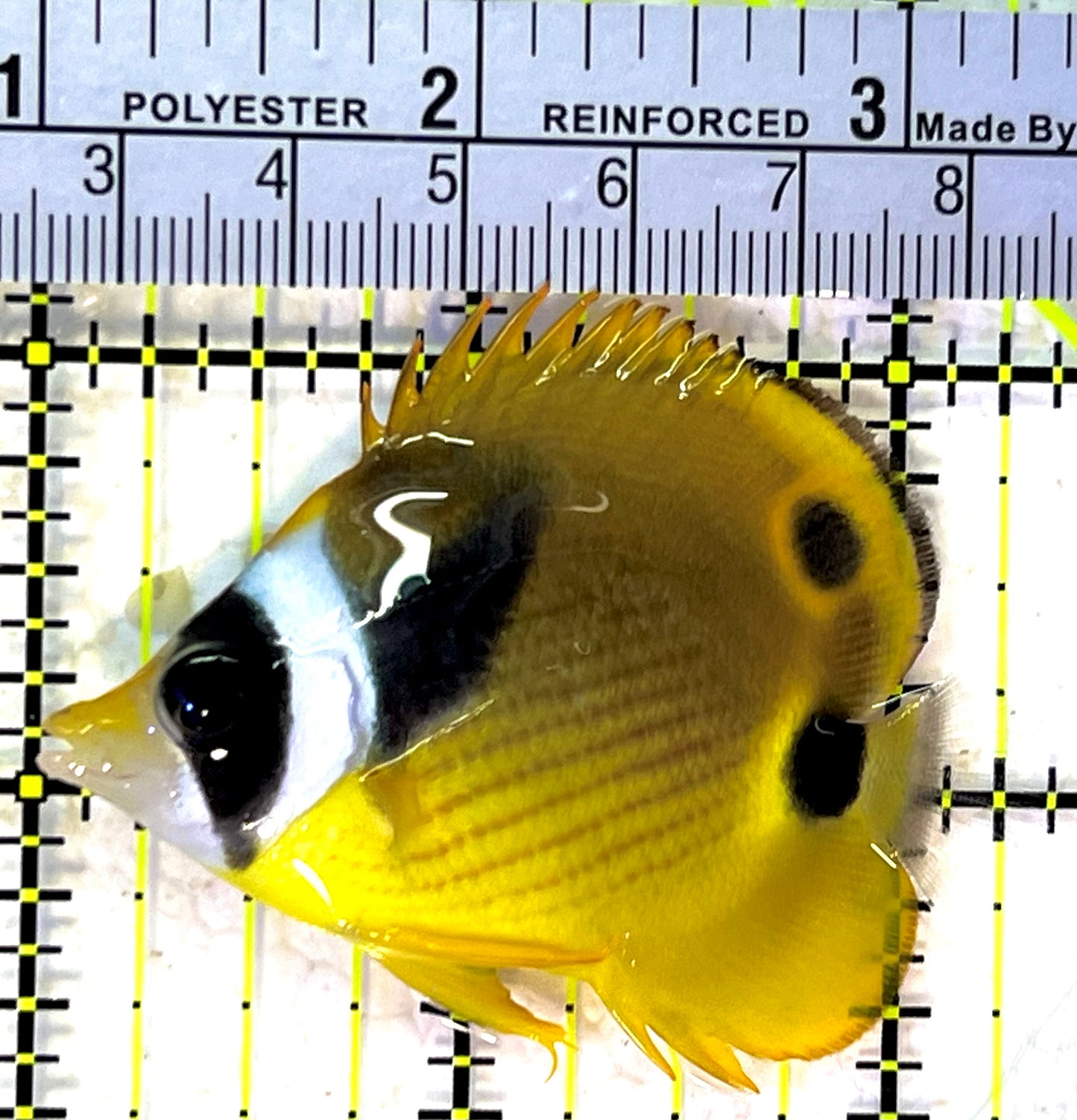 Raccoon Butterflyfish RB120901 WYSIWYG Size: SM 2.25" approx
