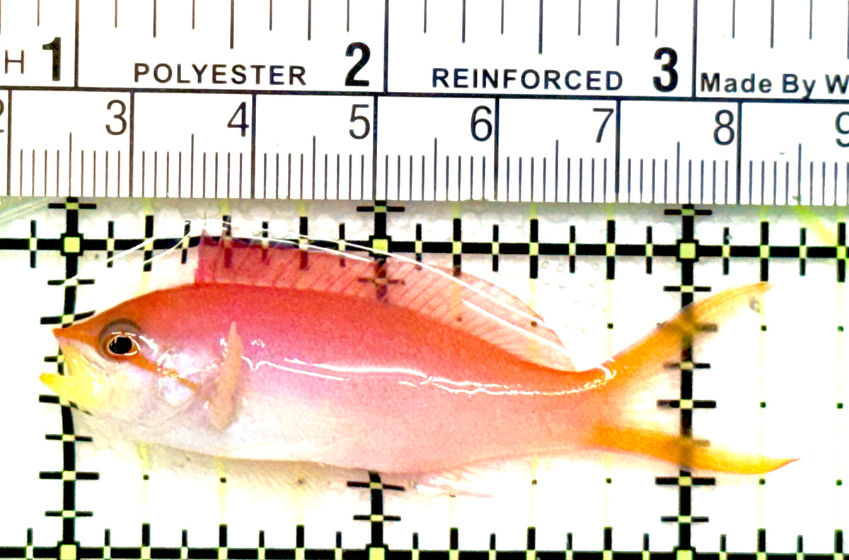 Dispar Anthias DA100701 WYSIWYG Size: L 2.25" approx
