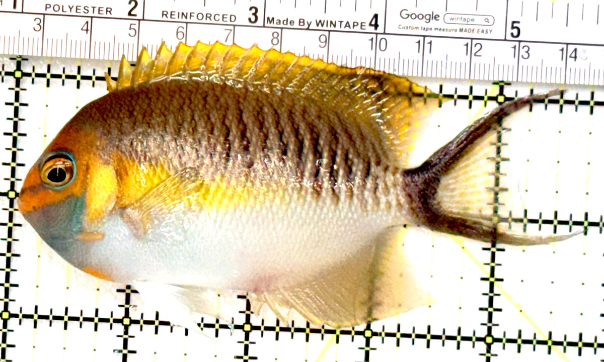 Super Male Masked Swallowtail Angelfish SMMSA100601 WYSIWYG Size: L 4.75" approx