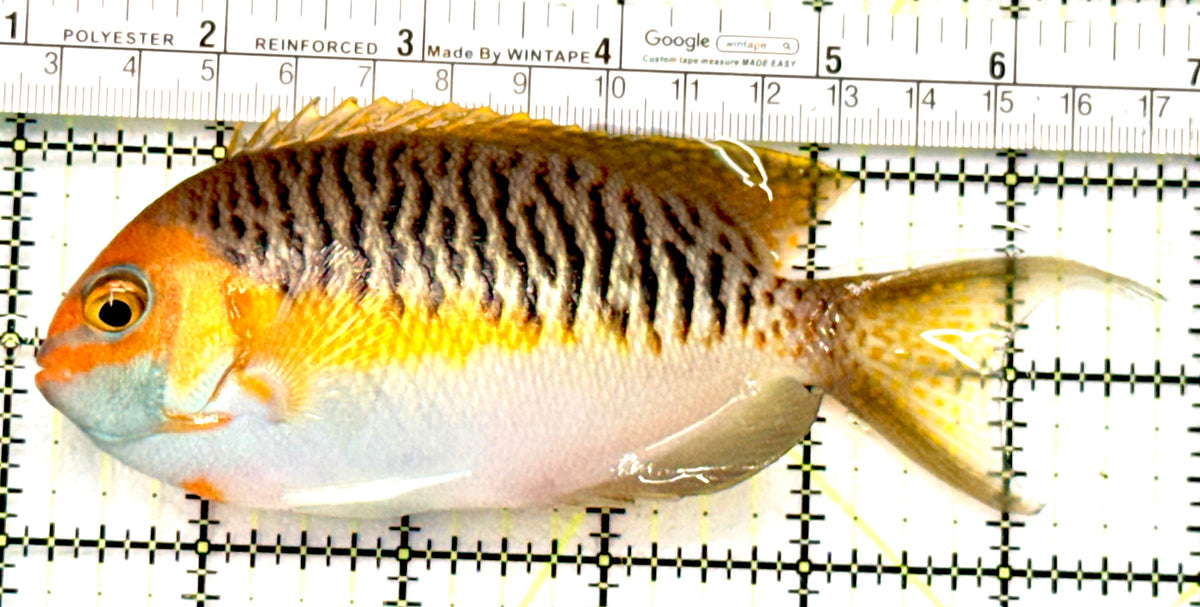 Super Male Masked Swallowtail Angelfish SMMSA100602 WYSIWYG Size: XL 5.75" approx