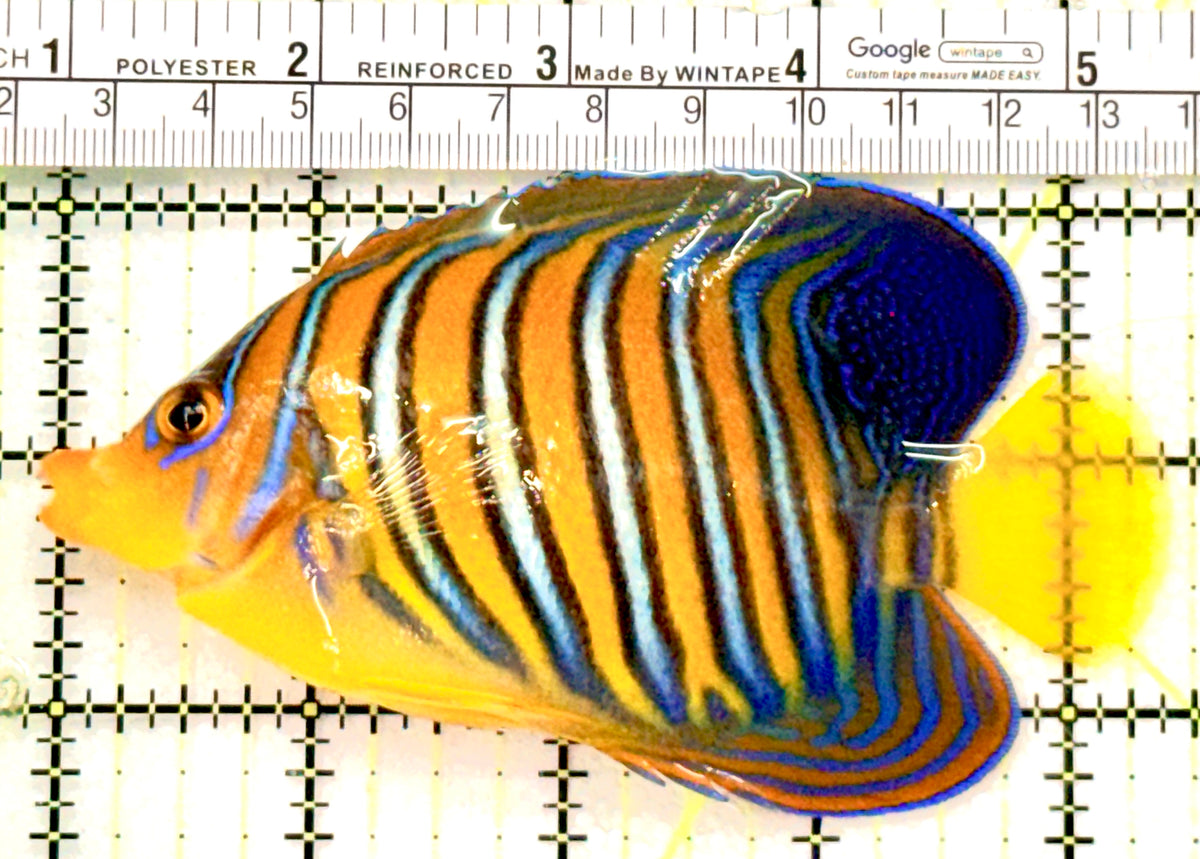 Regal Angelfish Sumatra Yellow Belly (Vibrant Color Indo) RASYB100601 WYSIWYG Size: L 4.5" approx