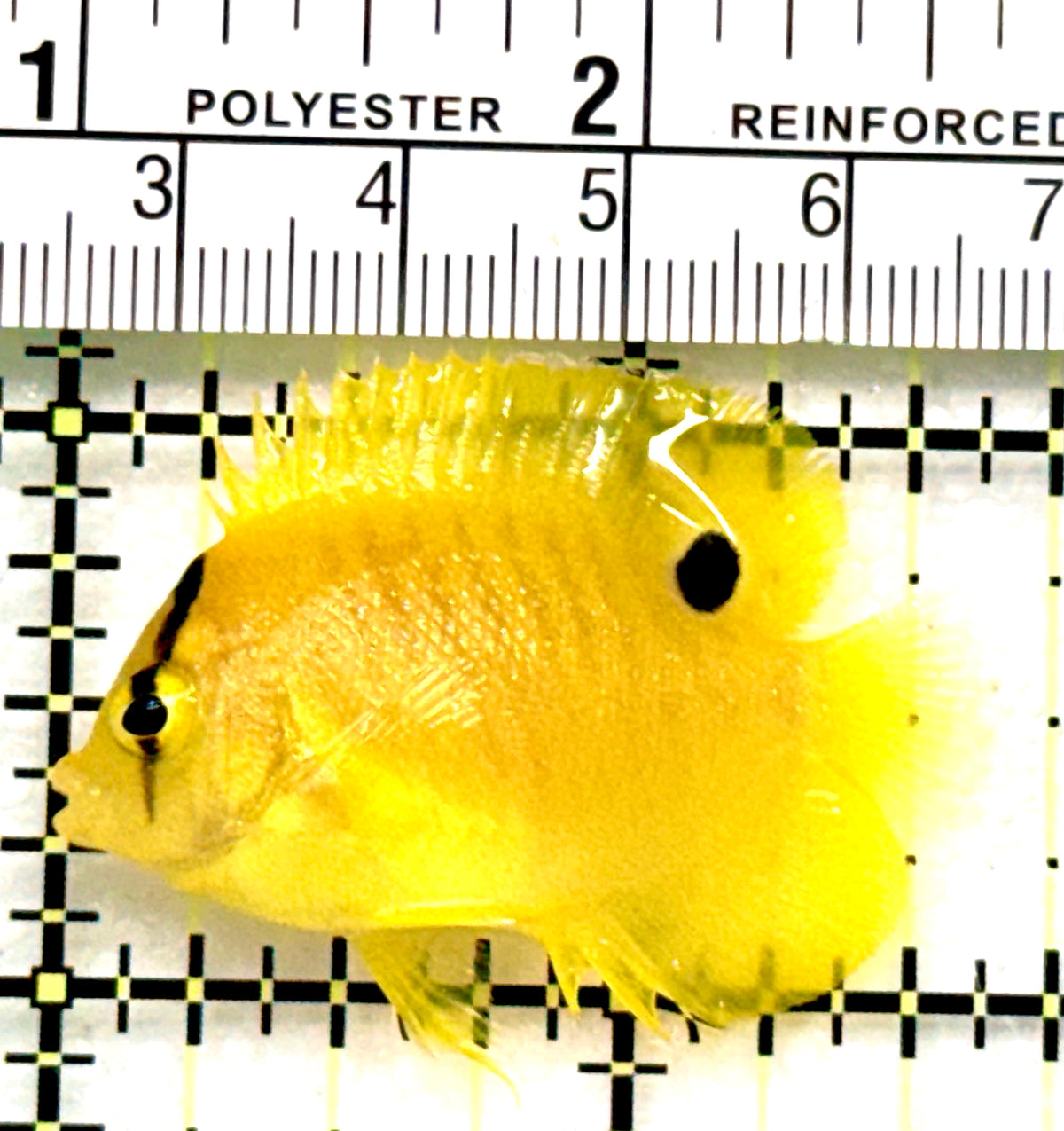 Flagfin Angelfish FA100601 WYSIWYG Size: Tiny 1.5" approx