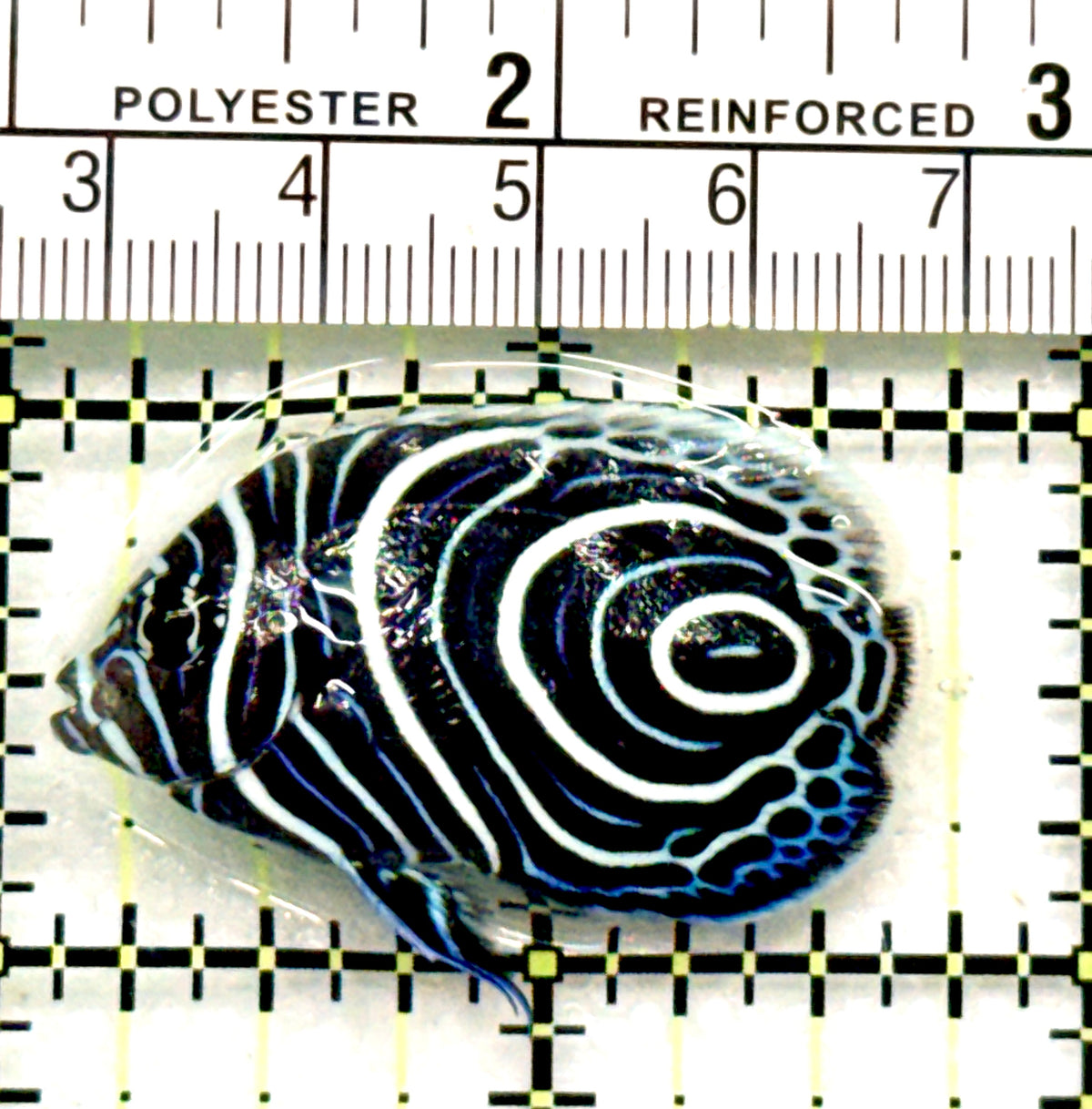 Emperor Angelfish Juvenile EAJ100601 WYSIWYG Size: S 1.75" approx