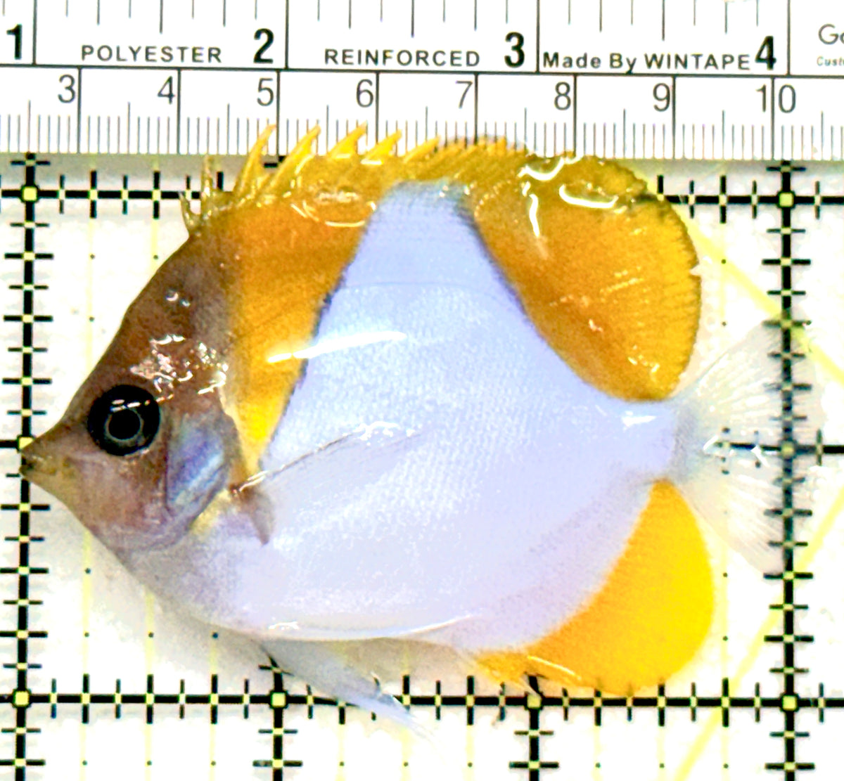 Pyramid Diamond Butterflyfish PDB100601 WYSIWYG Size: M 3.25" approx