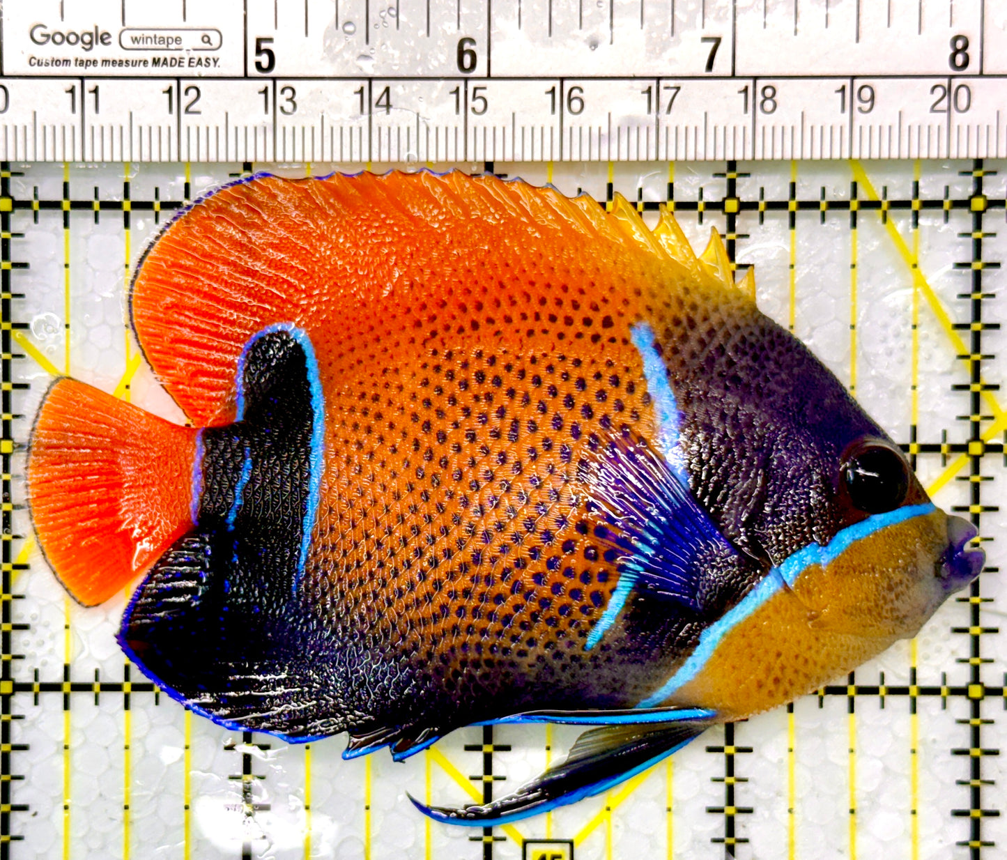 Majestic Angelfish MA111001 WYSIWYG Size: M 4"