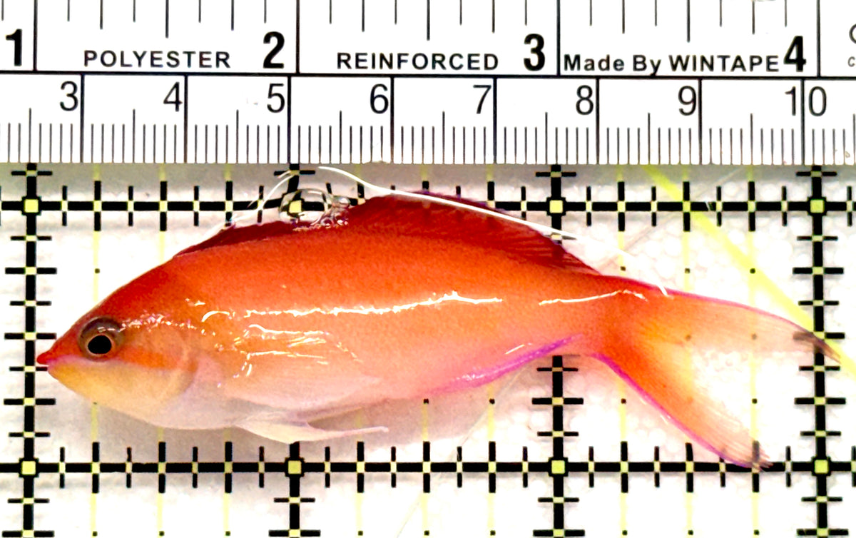 Ignitus Anthias IA100701 WYSIWYG Size: L 3" approx