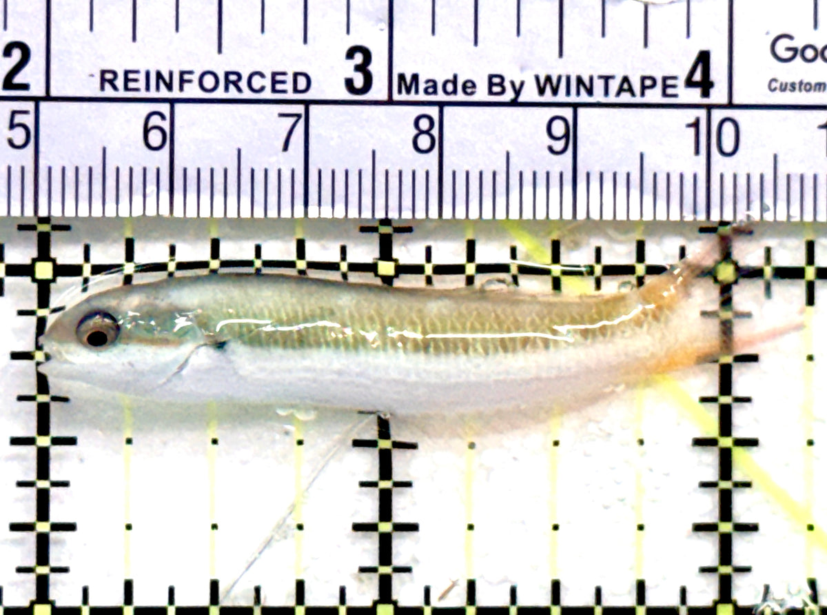 Bluehead Wrasse (Juvenile) BW100601 WYSIWYG Size: M 2.25" approx