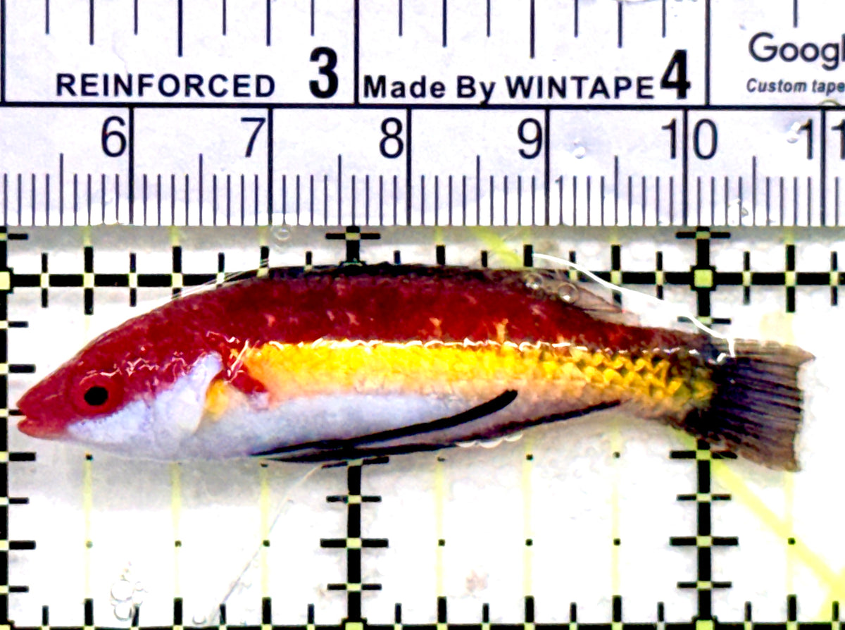 Naoko's Fairy Wrasse NFW100601 WYSIWYG Size: L 2.25" approx