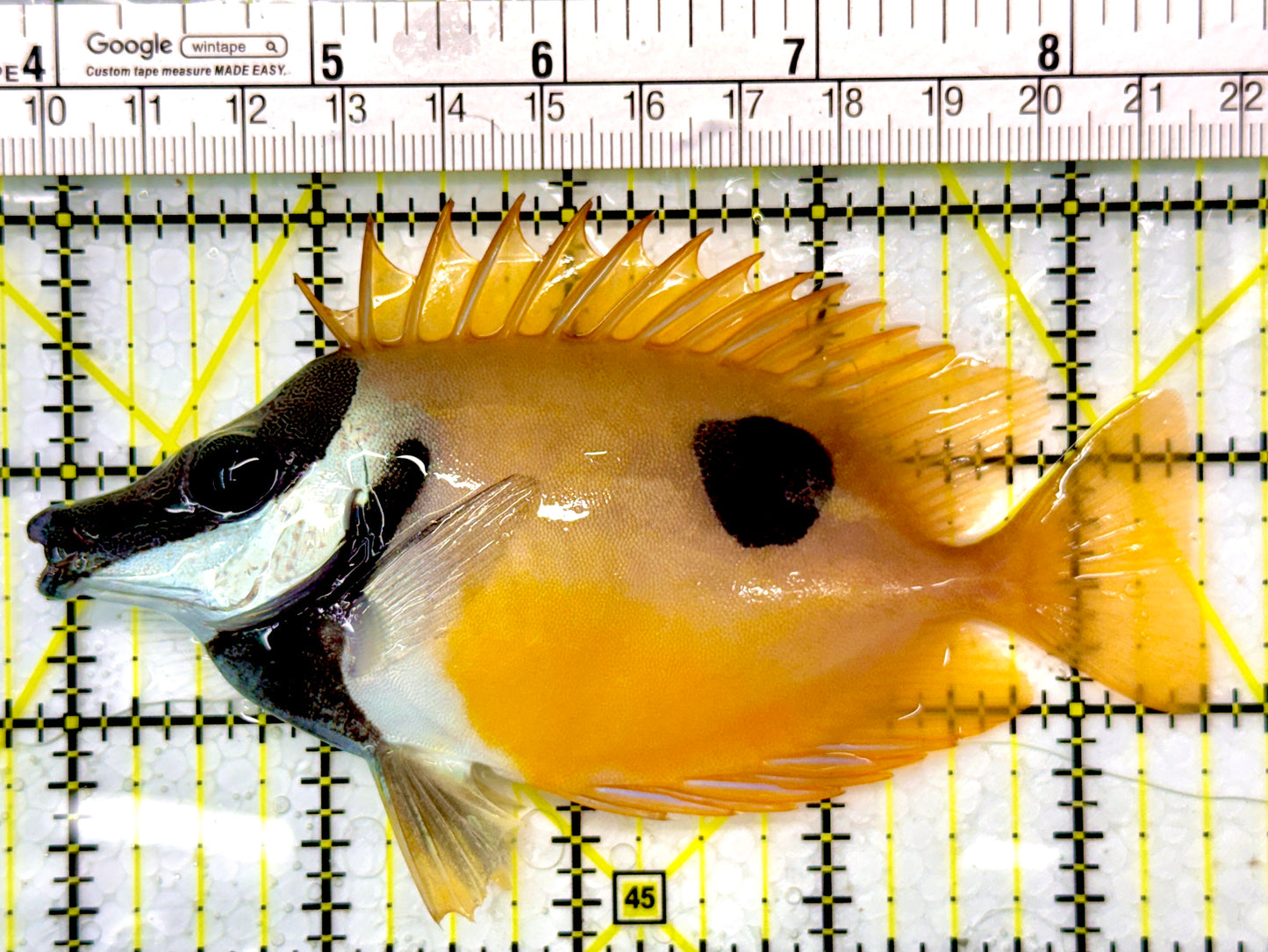 Onespot Foxface OF111002 WYSIWYVG Size: ML 4.75"