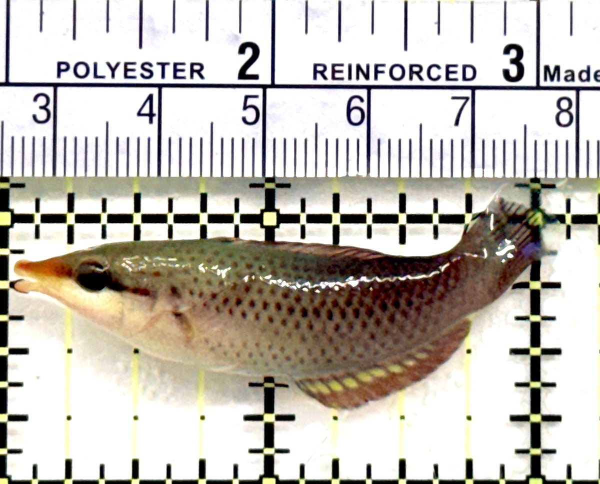 Brown Bird Wrasse BBW100601 WYSIWYG Size: M 2.25" approx