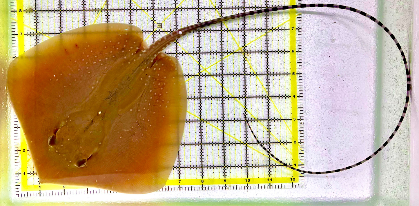 Rare Whiptail Sting Ray RWSR070101 (Species Uknown) Size: L 14" to 18"