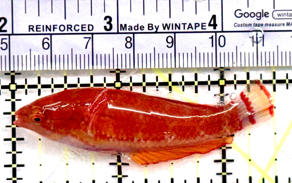Redfin Fairy Wrasse RFW100601 WYSIWYG Size: XL 2.5" approx