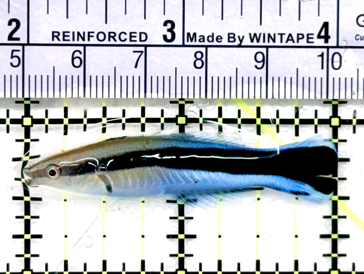 Blue Cleaner Wrasse BCW100601 WYSIWYG Size: XL 2" approx