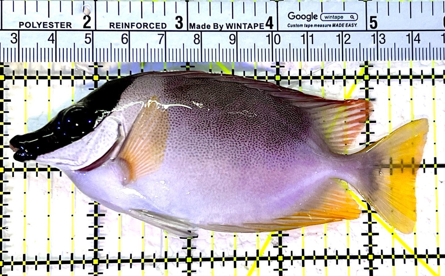 Magnificent Foxface MF120803 WYSIWYG Size : ML 4.75"