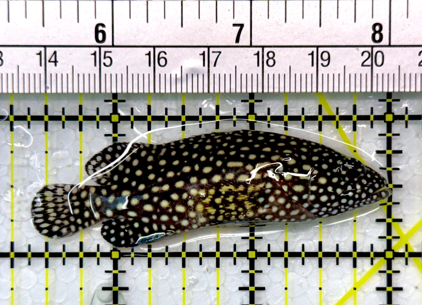 White Spotted Grouper WSG111001 WYSIWYG Size: M 2.5"