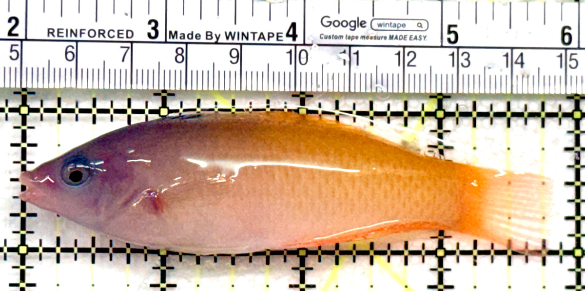 Two Tone Wrasse TTW100601 WYSIWYG Size: XL 4" approx