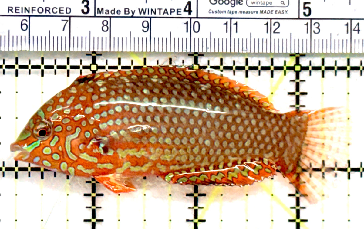 Ornate Leopard Wrasse OLW100603 WYSIWYG Size: XL 3.25" approx