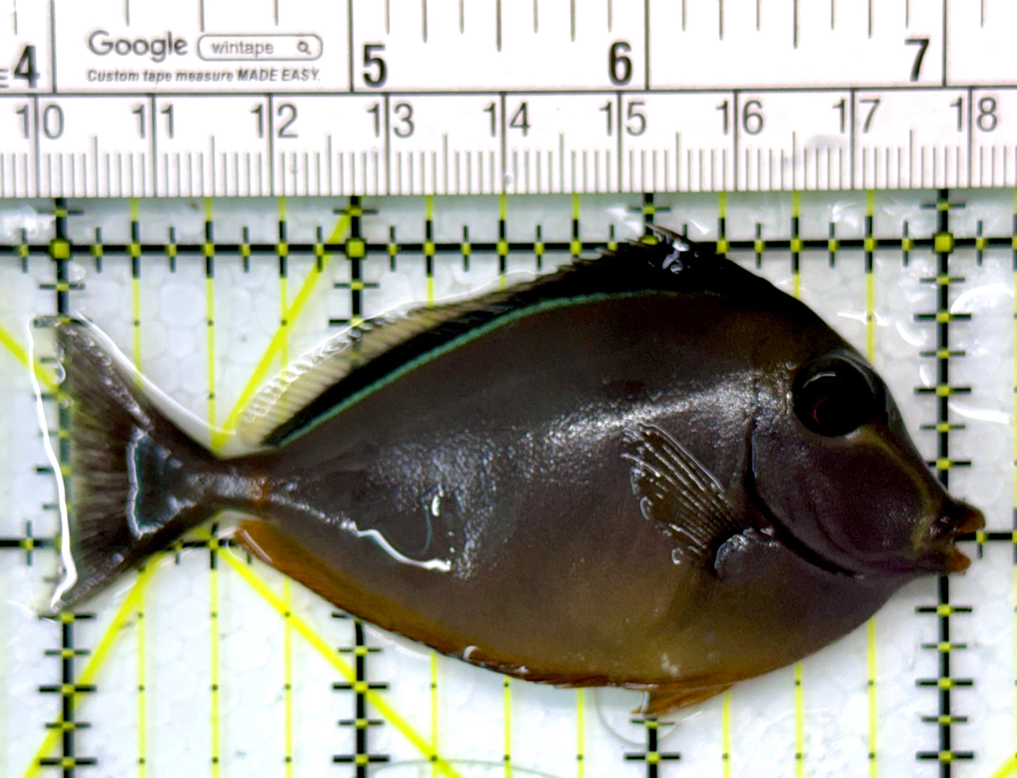 Naso Tang NT111003 WYSIWYG Size: M 3.25"