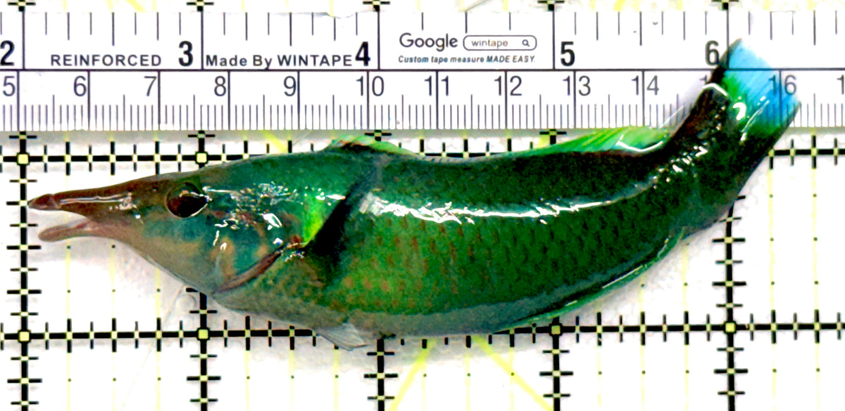 Green Bird Wrasse GBW100601 WYSIWYG Size: ML 4.5" approx