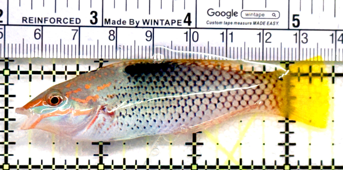 Checkerboard Wrasse CW100602 WYSIWYG Size: ML 3.5" approx