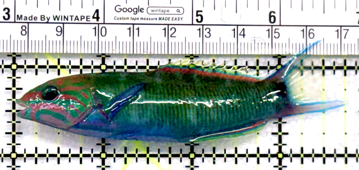 Lunare Wrasse LW100601 WYSIWYG Size: ML 3.75" approx