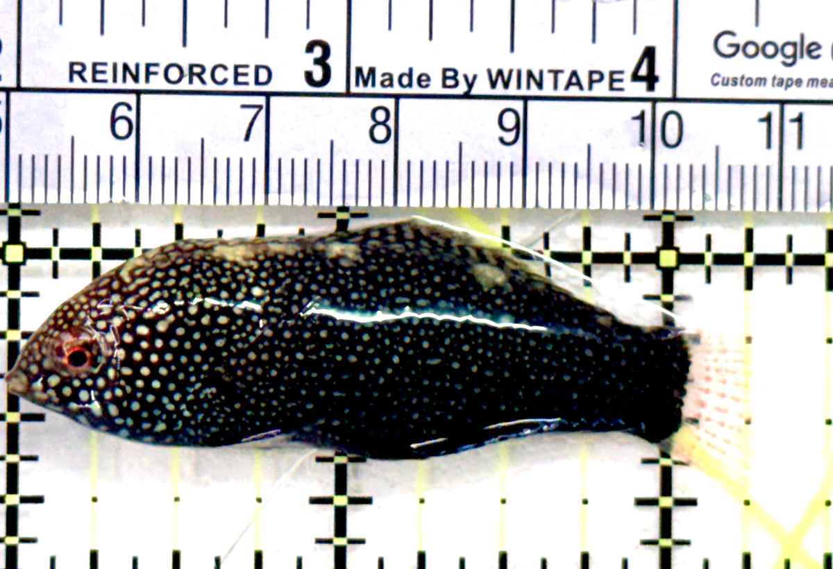 Black Leopard Wrasse BLW100601 WYSIWYG Size: XL 2.25" approx
