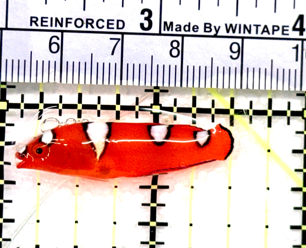 African Red Clown Coris Wrasse Juvenile ARCCWJ100602 WYSIWYG Size: S 1.5"approx