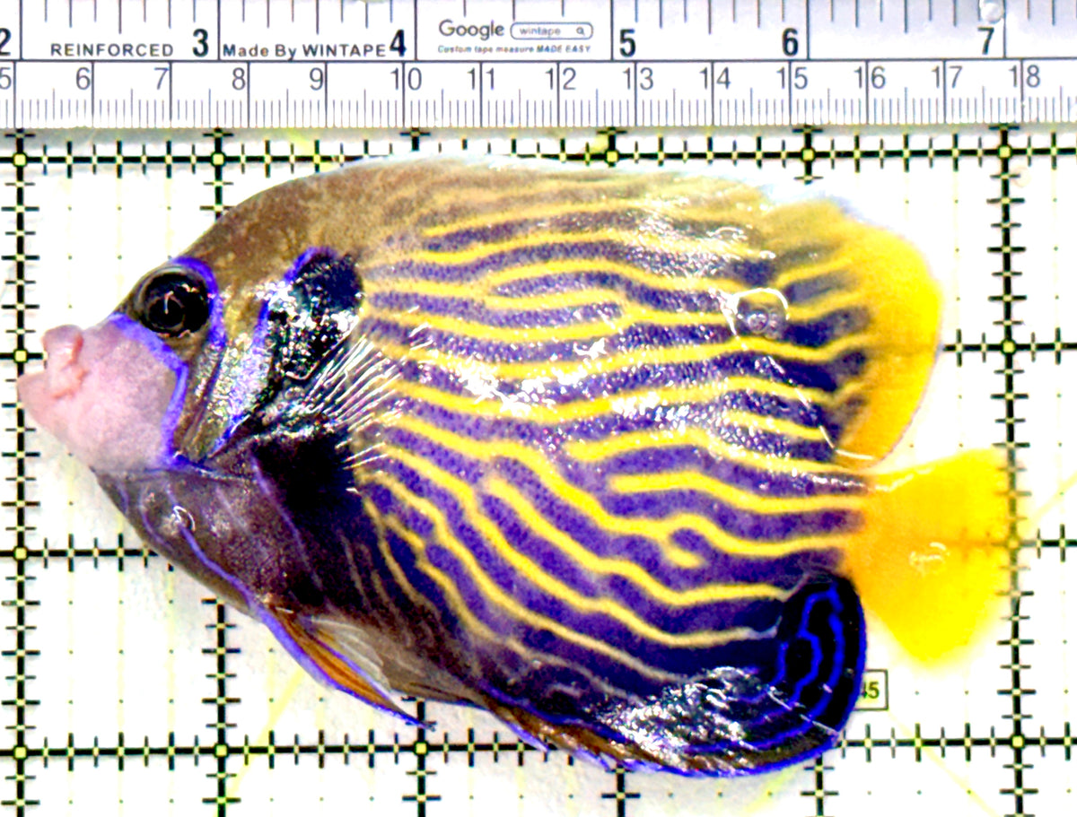 Emperor Angelfish Adult EAA100601 WYSIWYG Size: ML 5" approx