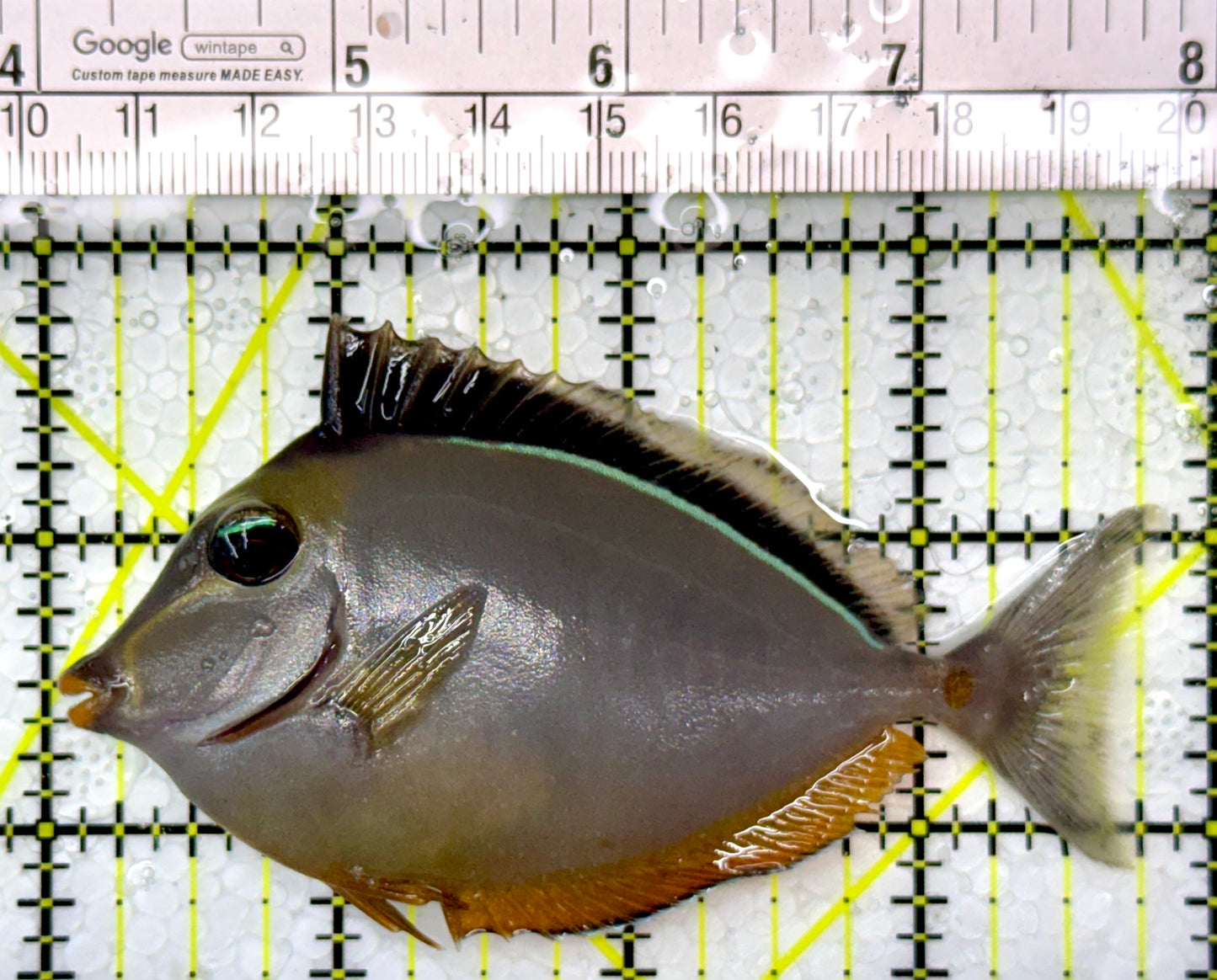 Naso Tang NT111004 WYSIWYG Size: M 3.75"