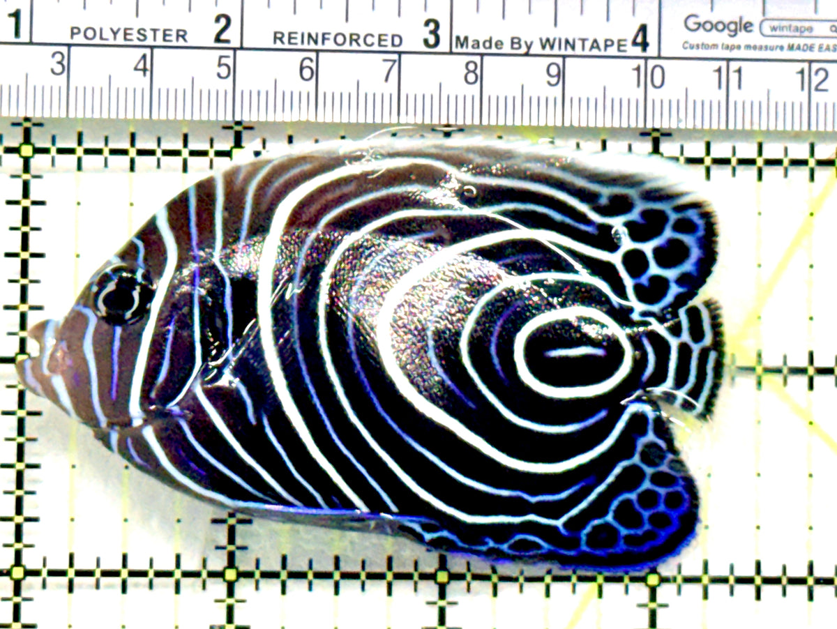 Emperor Angelfish Juvenile EAJ100602 WYSIWYG Size: L 3.5" approx