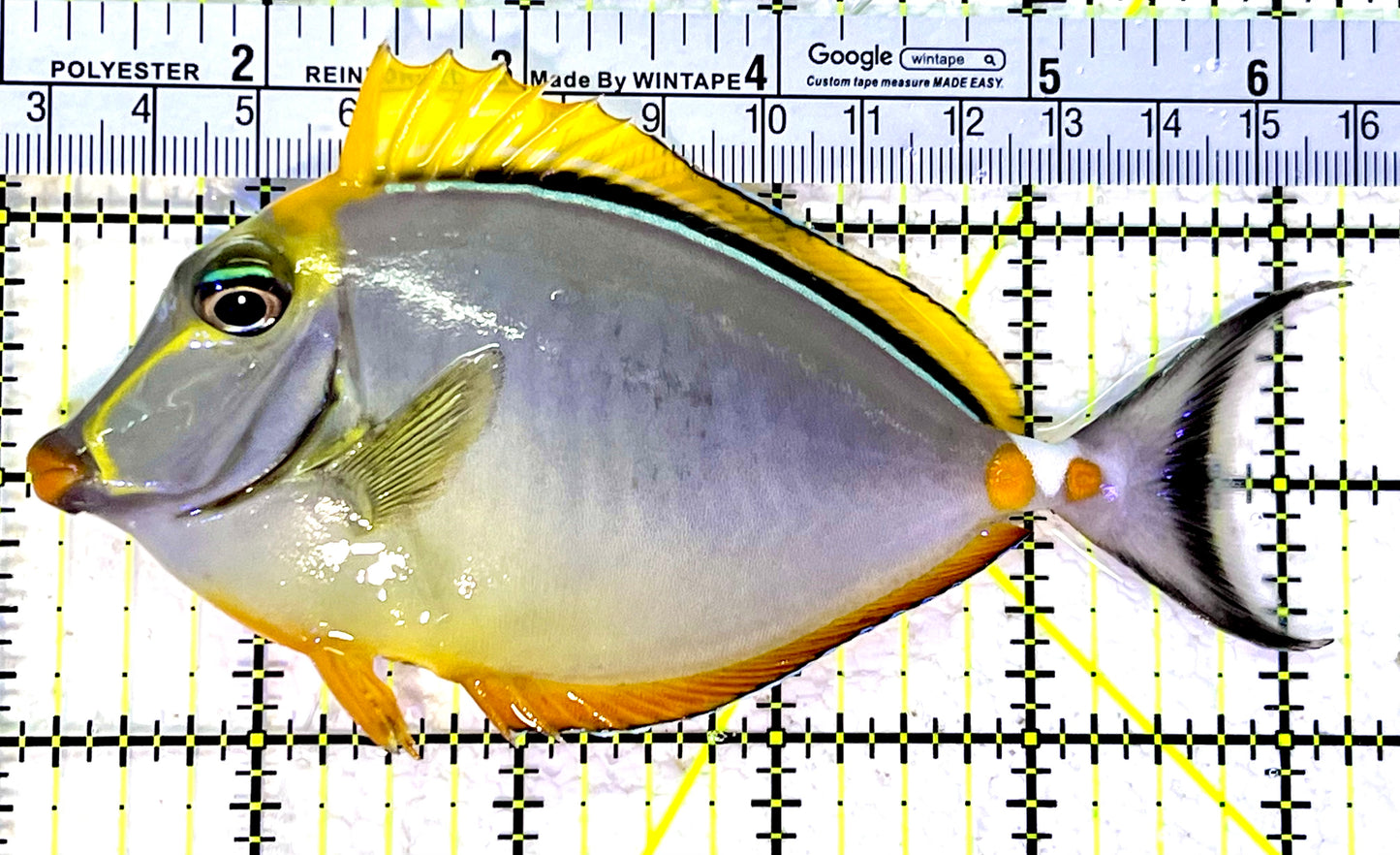 Blonde Naso Tang BNT120801 WYSIWYG Size: ML 5.25"