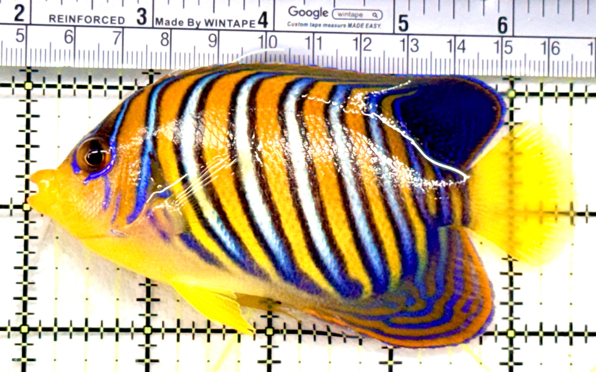 Regal Angelfish Sumatra Yellow Belly (Vibrant Color Indo) RASYB100602 WYSIWYG Size: L 4.5" approx