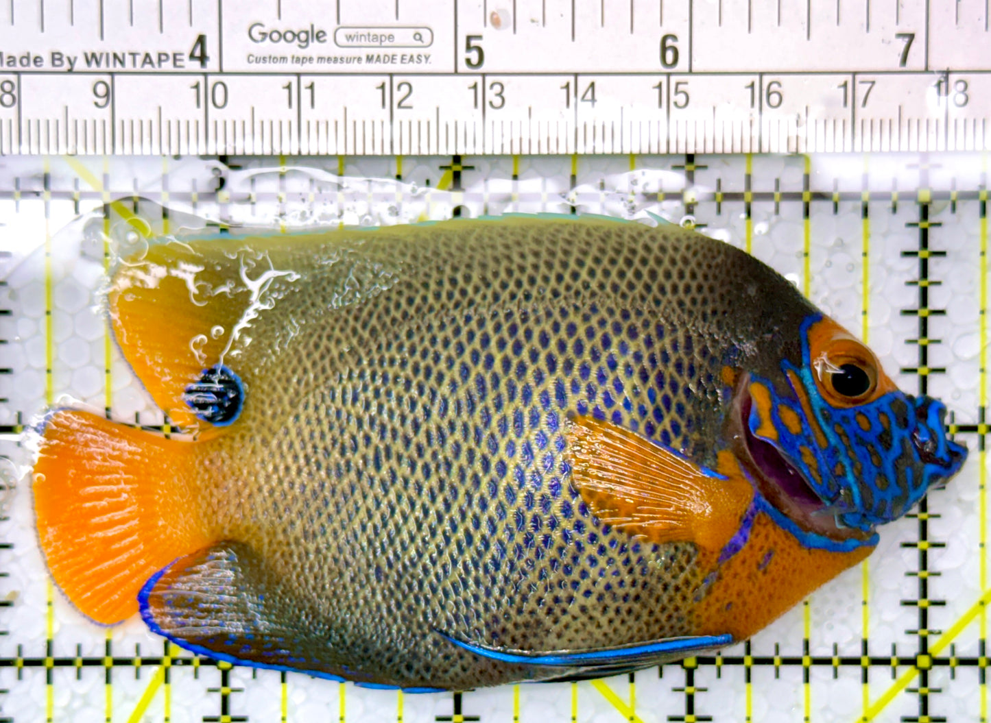 Blueface Angelfish Adult (Sumatra Vibrant Colors) BAA111001 WYSIWYG Size: M 4"