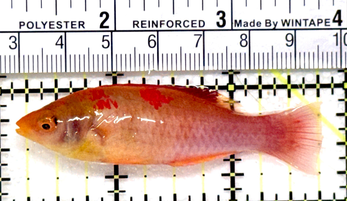 Painted Adornatus Fairy Wrasse PAFW100601 WYSIWYG Size: L 2.75" approx