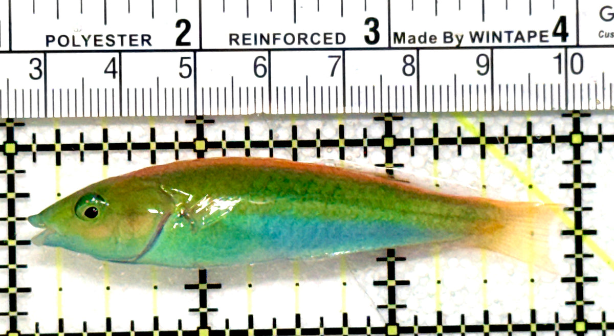 Multicolor Pencil Wrasse MPW100701 WYSIWYG Size: L 3" approx
