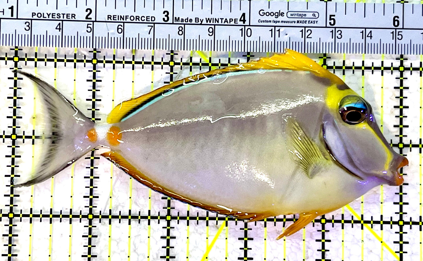 Blonde Naso Tang BNT120802 WYSIWYG Size: ML 5.25"