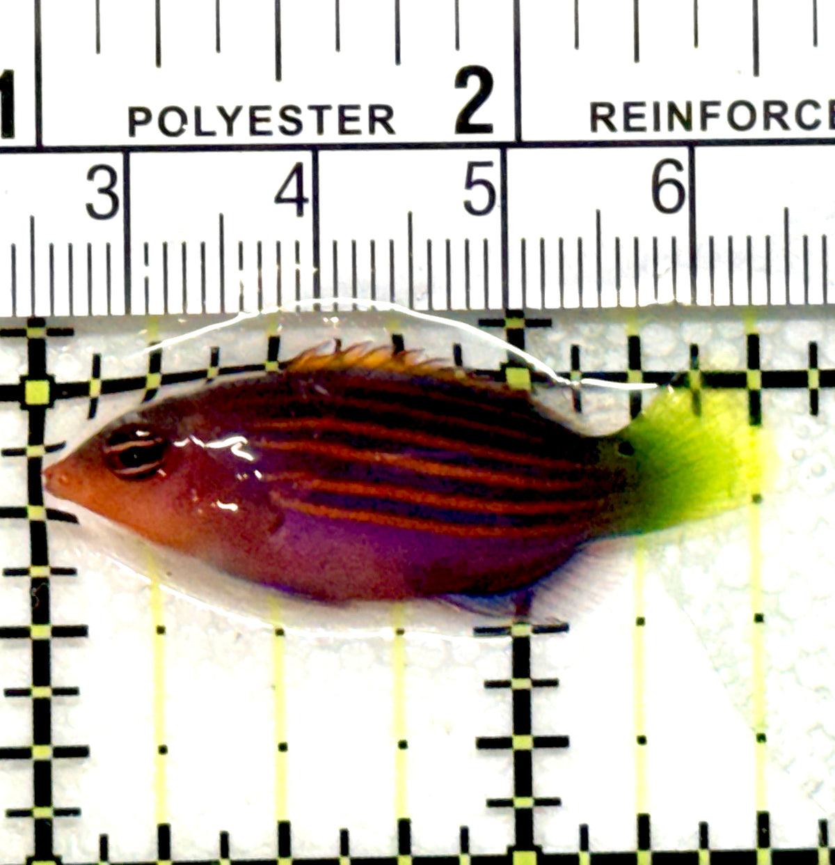 Six Line Wrasse (Indo) SLW100601 WYSIWYG Size: M 1.5" approx