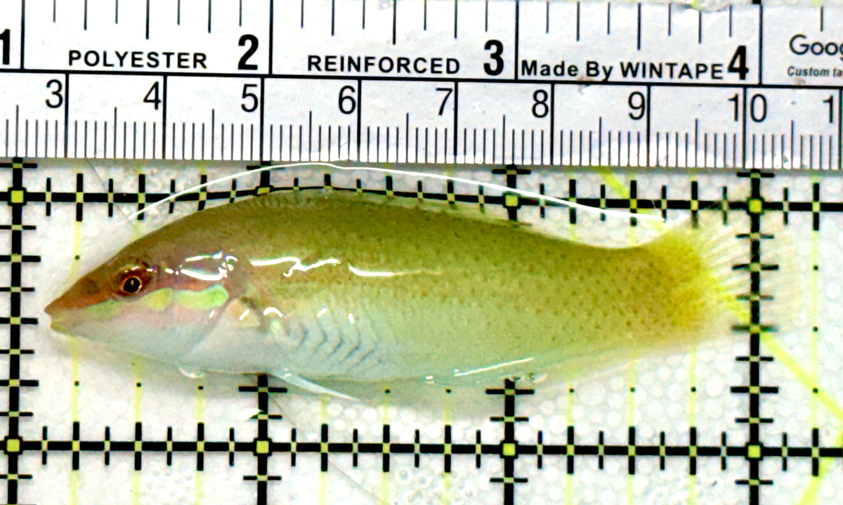 Green Coris Wrasse GCW100401 WYSIWYG Size: SHOW 3.25" approx