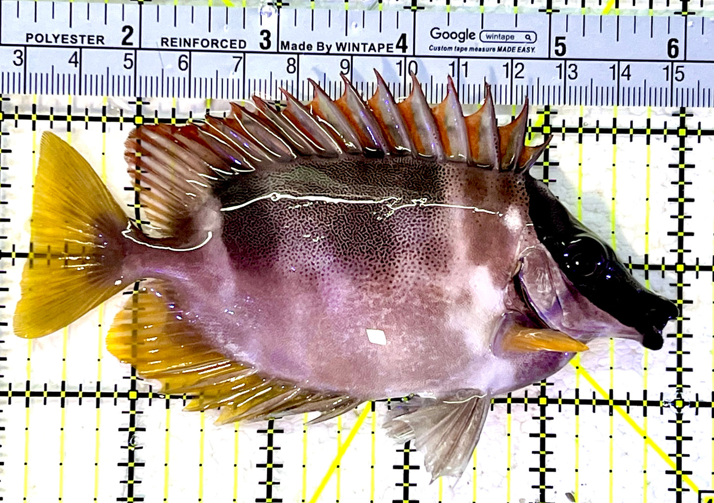 Magnificent Foxface MF120802 WYSIWYG Size : ML 4.75"